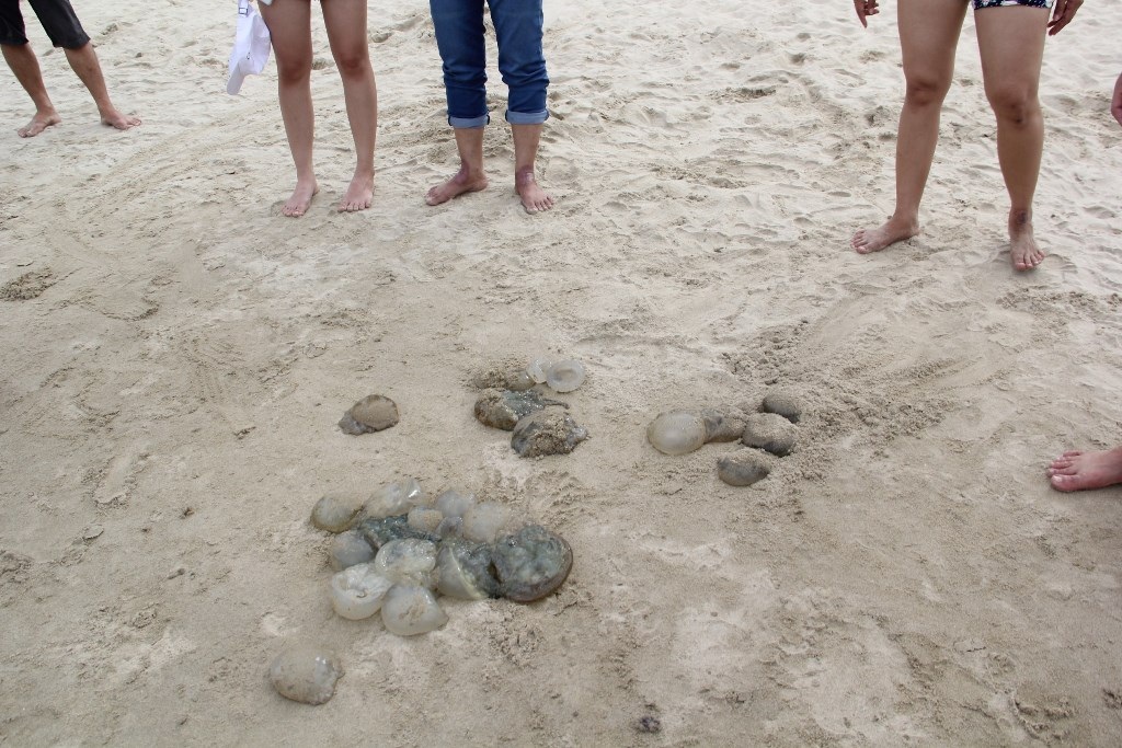 Sứa chết dạt vào bờ biển Đà Nẵng 