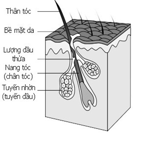 Tóc rụng: Tại sao? Ngăn ngừa như thế nào? - 1 Tóc rụng: Tại sao? Ngăn ngừa như thế nào? - 1