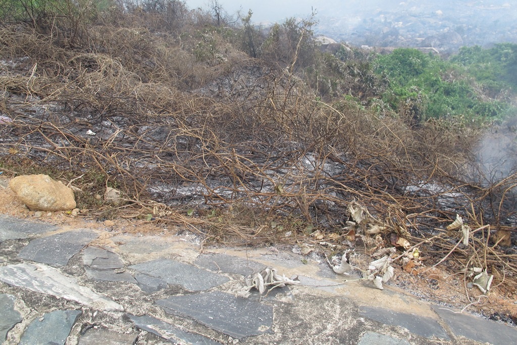 Đây là khu vực rừng trồng của người dân 