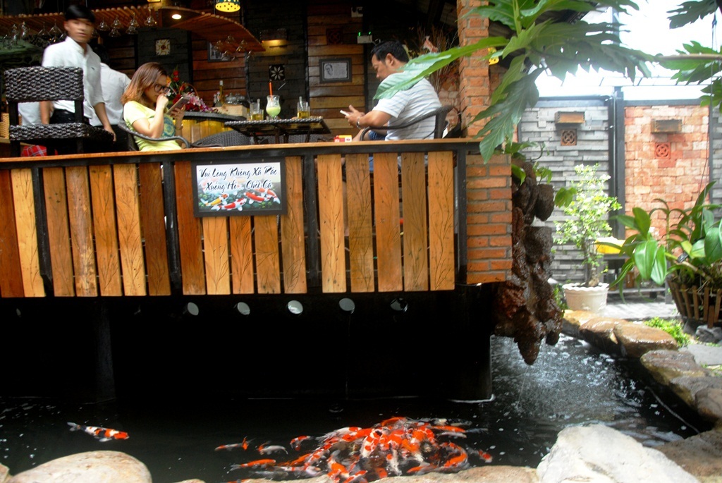 Người uống cafe và cá Koi gần gũi nhau 