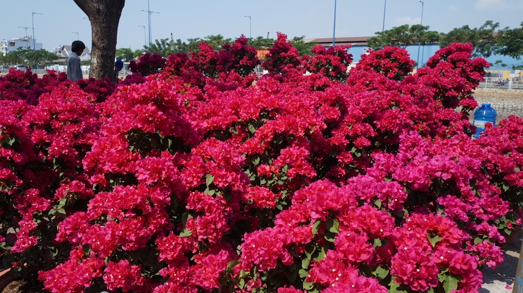 dsc05055-1454115370389