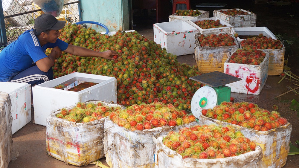 Những điểm thu mua luôn rộn ràng vào ngày mùa vụ
