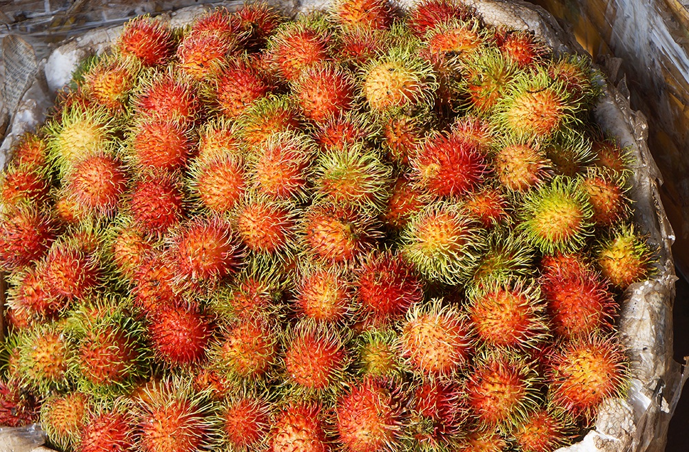 Những trái chôm chôm được chọn lựa khá kỹ trước khi được các buôn lái đến thu mua