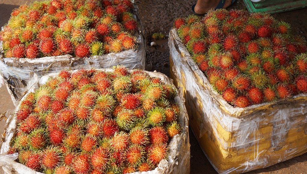 Khám phá chôm chôm Long Khánh ngày mùa - 15