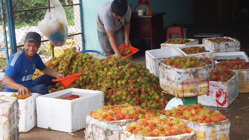 Nụ cười của những người dân lao động nơi đây vào ngày mùa luôn rộn ràng nhất