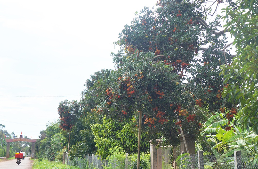 Ngay từ các cung đường dẫn vào xã Bình Lộc, thị xã Long Khánh bạn cũng sẽ được trông thấy những hàng cây chín đỏ kéo dài như thế này