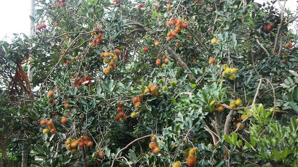 Với đặc điểm của thổ nhưỡng nên trái cây tại vùng đất Long Khánh đặc biệt ngon ngọt, giòn với rất nhiều chủng loại khác nhau