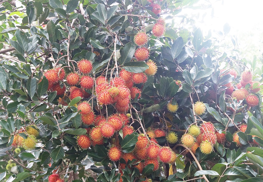 Đây là chôm chôm tróc, trái to, gai mềm, nhiều thịt là loại chôm chôm thông thường được trồng và bán phổ biến nên giá khá mềm, phù hợp với nhiều đối tượng khách hàng