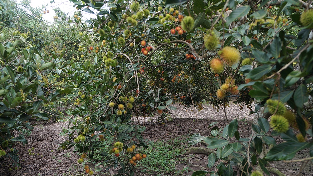 Khám phá chôm chôm Long Khánh ngày mùa - 5