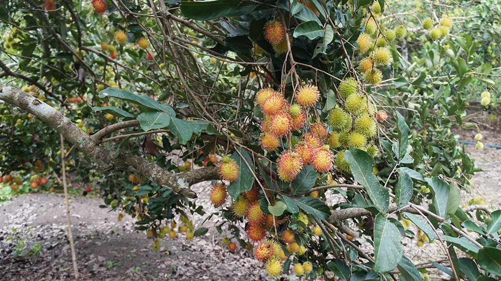 Khám phá chôm chôm Long Khánh ngày mùa - 3