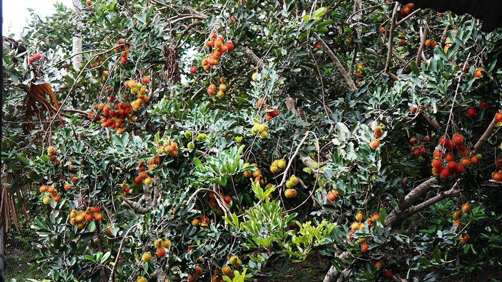 Khám phá chôm chôm Long Khánh ngày mùa - 6