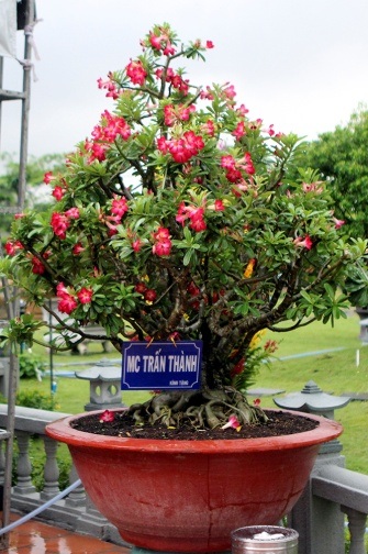 Cận cảnh nhà thờ Tổ chục tỉ của Hoài Linh - 9 Hiểu được điều này, nhiều nghệ sĩ cũng tặng anh các loại cây cảnh để làm đẹp thêm không gian nhà thờ tổ.