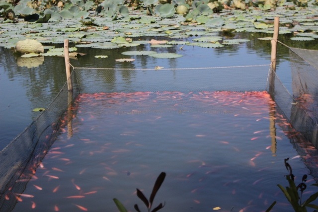 Số cá vớt vát còn lại của 32 hộ nuôi cá tại thị trấn Nghèn.