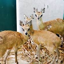 Linh dương xanh được chăm sóc tại khu chuồng cách ly