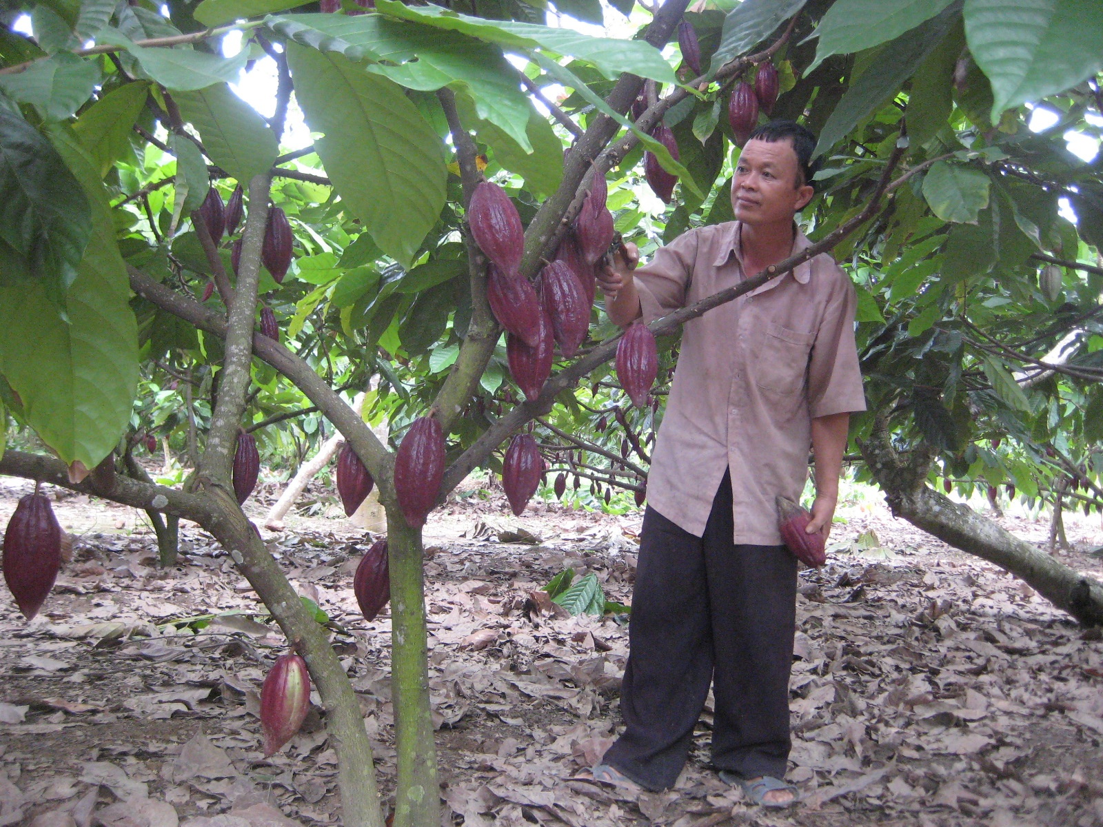 
Nhiều nông dân đã thành công với cây ca cao, năng suất đạt 3kg hạt khô/cây
