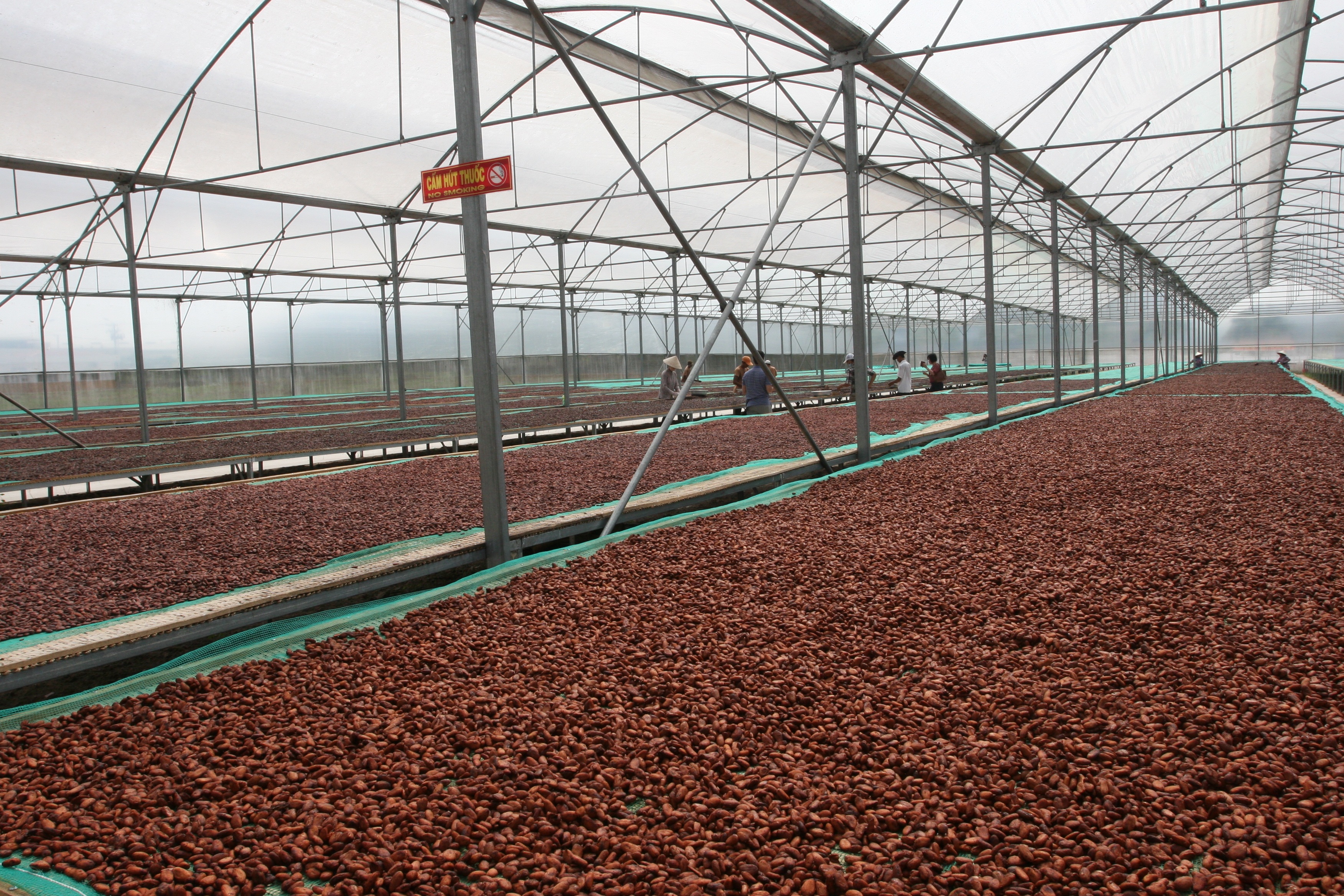 
Chất lượng của ca cao Việt Nam được đánh giá cao trên thế giới
