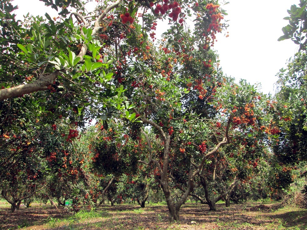 Hình ảnh Nông trường VinEco tại Trảng Bom – Đồng Nai