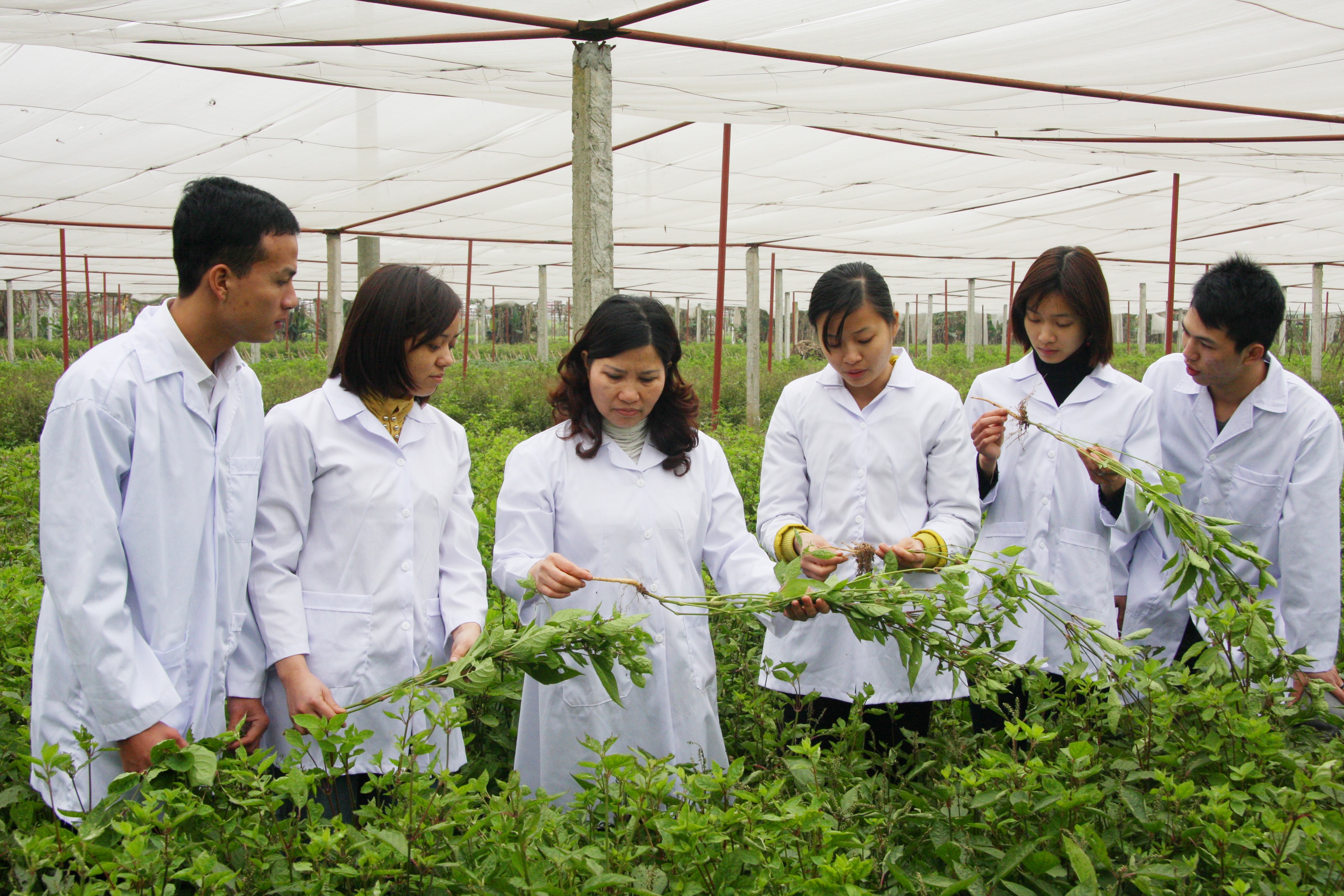 
Đoàn cán bộ của Công ty Dược phẩm Tâm Bình thăm khu trồng dược liệu.
