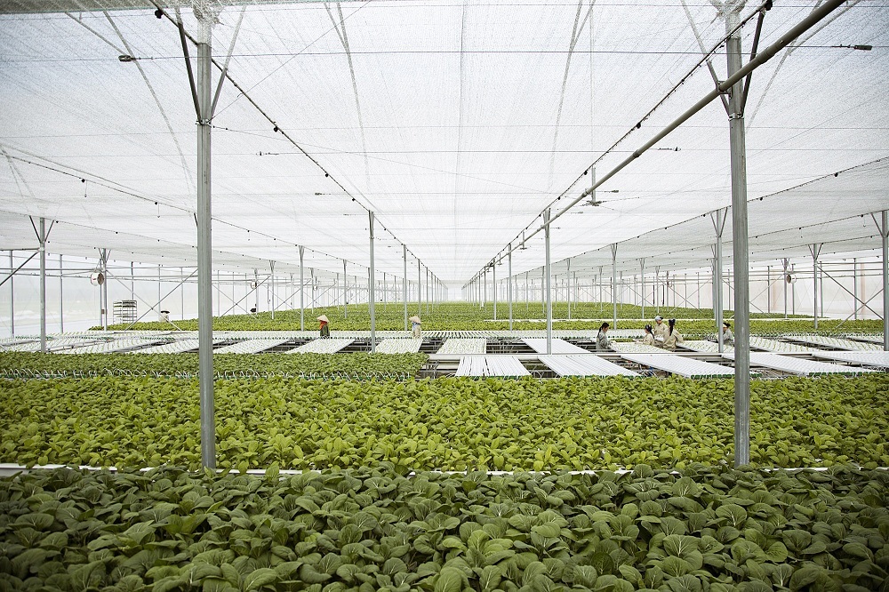 Vingroup liên kết với 1.000 hợp tác xã và hộ nông dân cung ứng nông sản sạch và an toàn - 2 Các hợp tác xã và hộ nông dân có quy mô tối thiểu 1 ha cam kết sản xuất sạch có thể đăng ký tham gia chương trình.