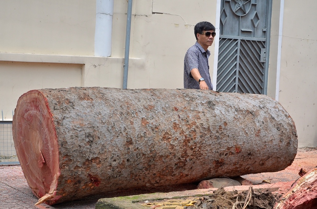 Thân cây khá lớn