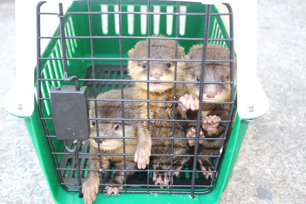 Các cá thể rái cá vuốt bé mà Khoa đóng gói chuẩn bị giao cho khách