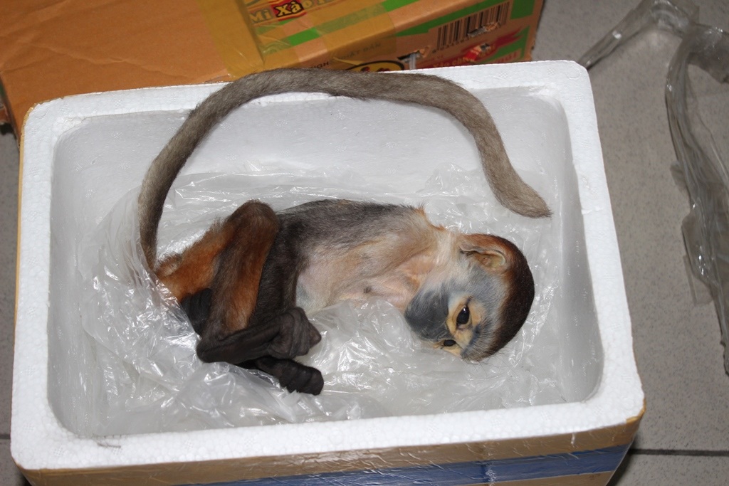 Cá thể voọc chà vá chân đen