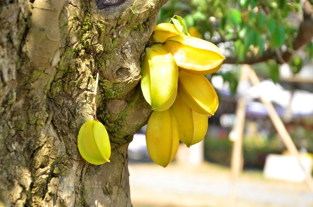 Cây khế có quả từ gốc đến ngọn