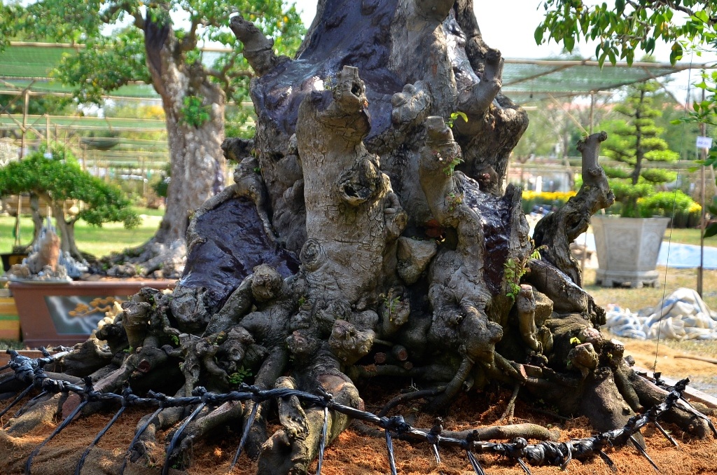 Gốc khế sần sùi rất đẹp