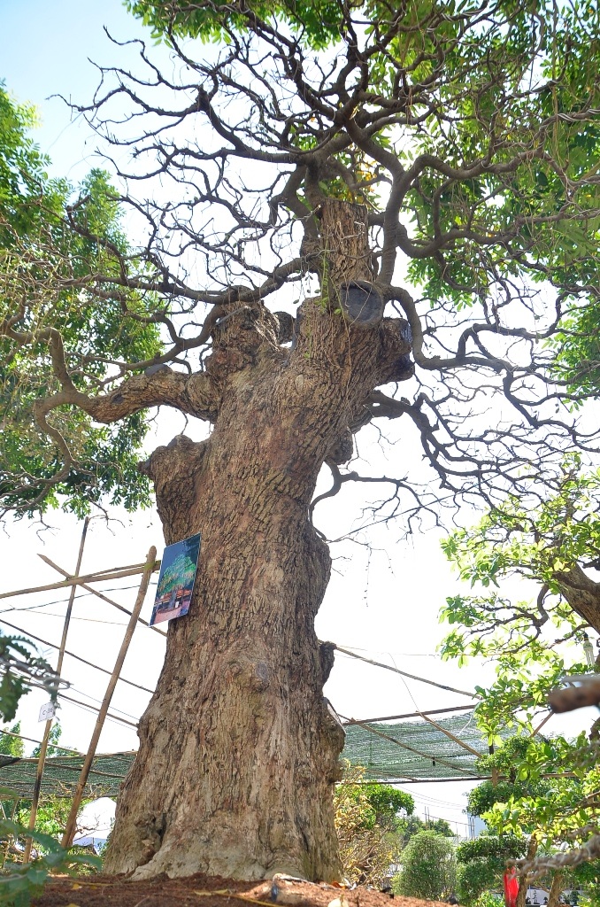 Cận cảnh 2 cây lộc vừng khủng