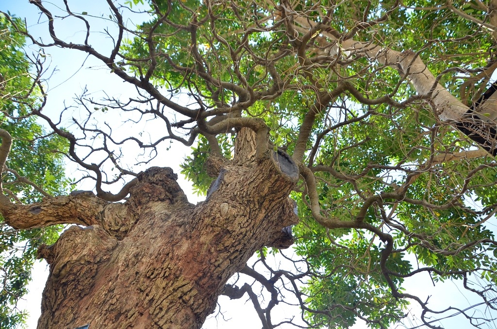 Theo chủ nhân, phần ngọn cây thể hiện sự sung túc