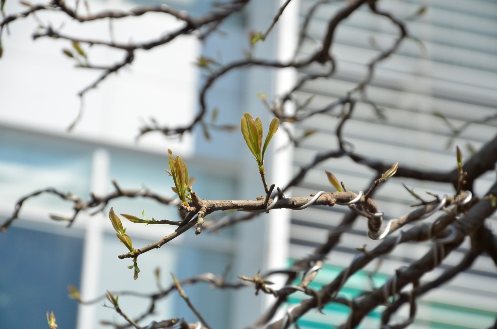 Những lộc non đang đâm chồi ngay dịp Xuân về