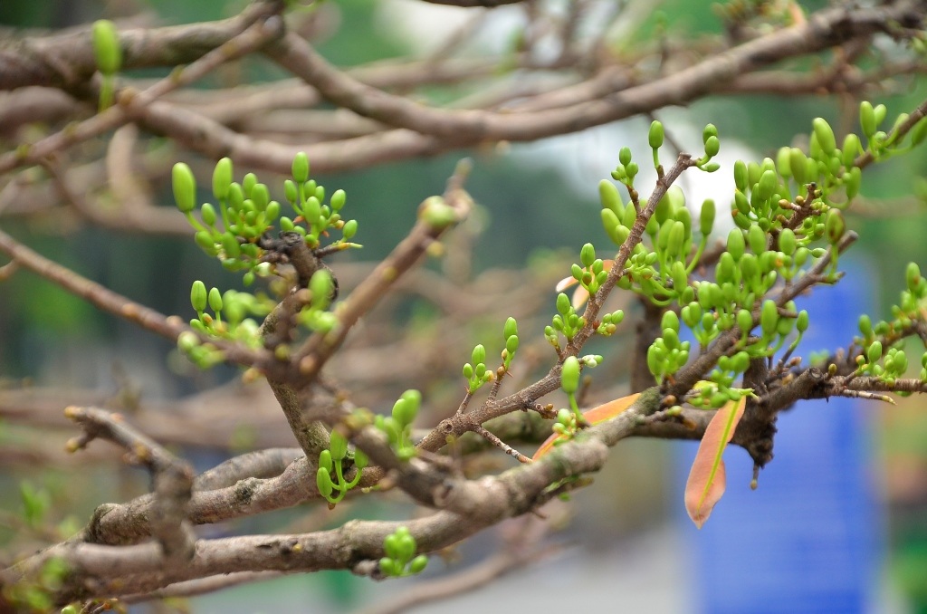 Những chùm nụ chi chít nhau