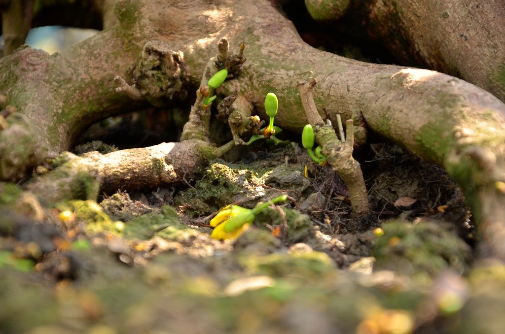 Thậm chí cả ở gốc cây