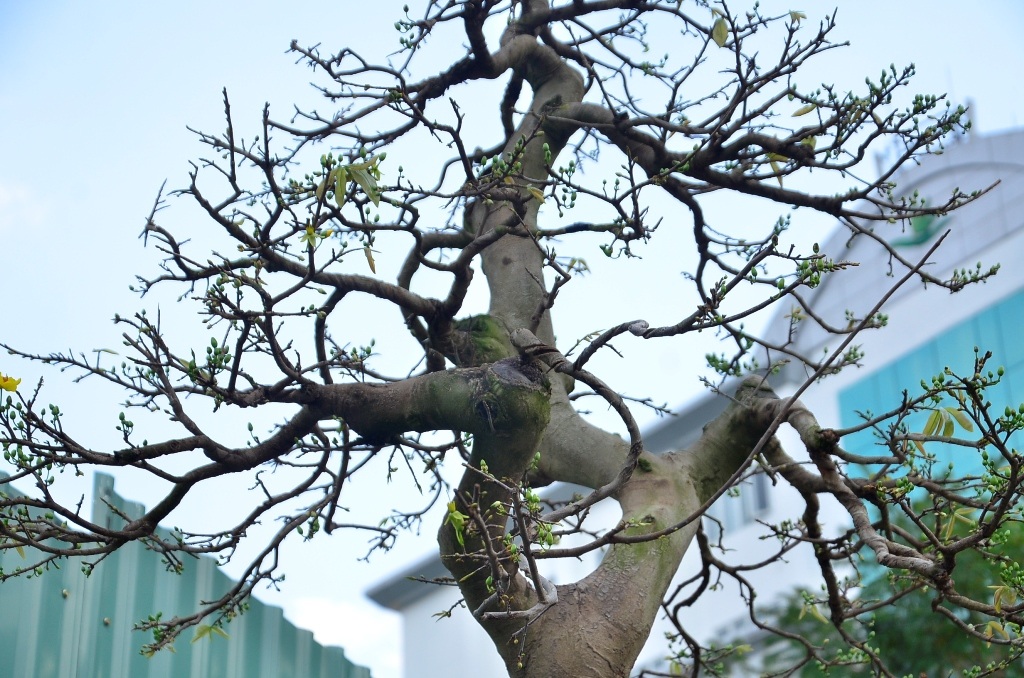 Thân mai uốn lượn rất đẹp