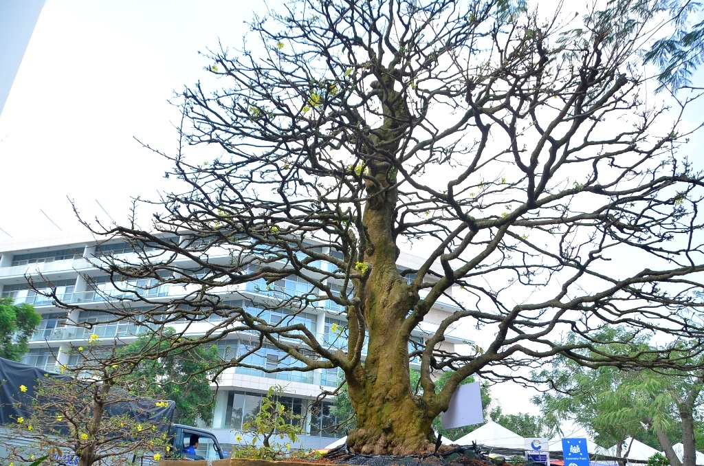 Cây mai có thế xoắn vắt áo từ gốc đến ngọn