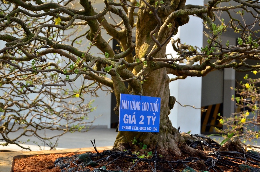 Chủ nhân niêm yết giá cho cây mai