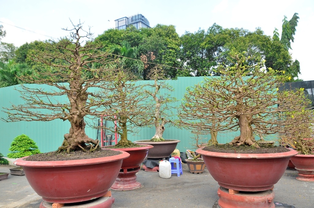 Trong hình là bộ 3 cây mai có giá 4,1 tỷ đồng