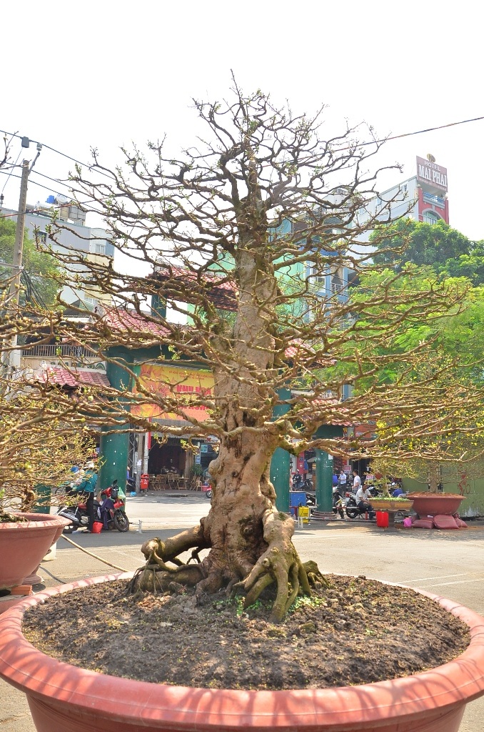 
Trong đó cây mai lớn nhất đã truyền lại qua 3 đời người, được chủ nhân của nó hét giá 1,8 tỷ đồng
