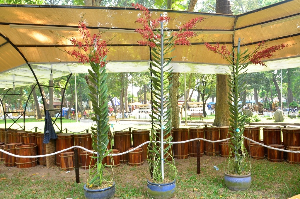 Cây lan bò cạp đỏ trồng ở Tây Ninh cao hơn 2 mét