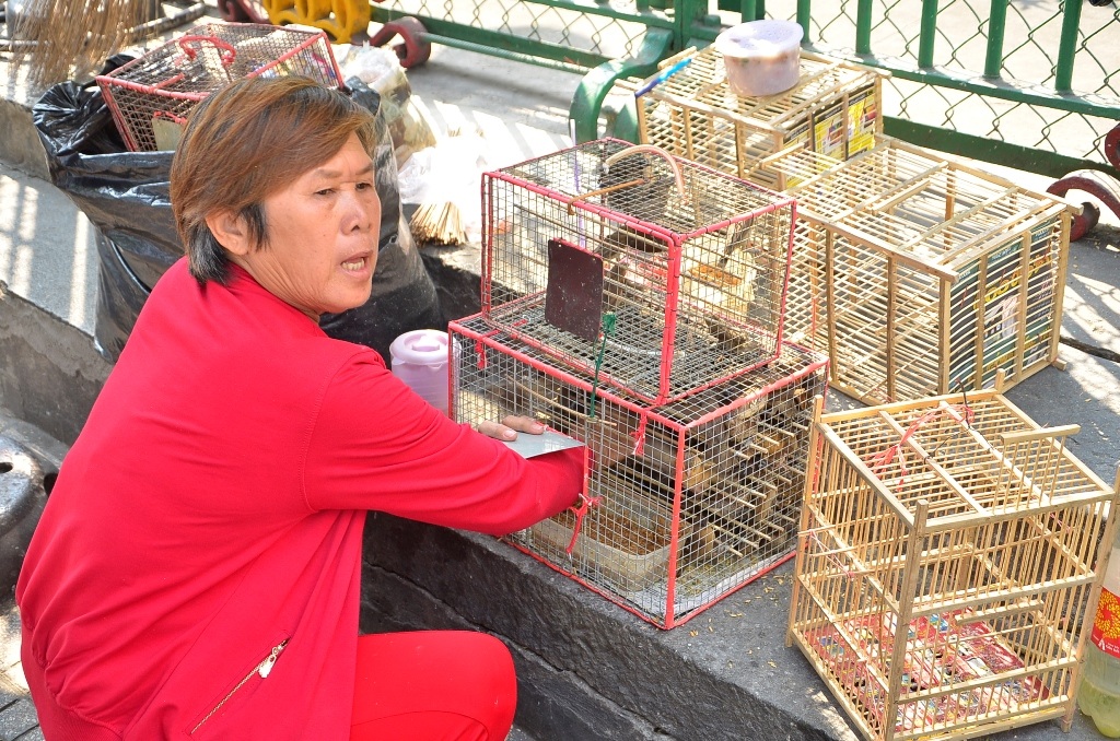 Một phụ nữ đang bắt chim để bán cho khách mua phóng sinh