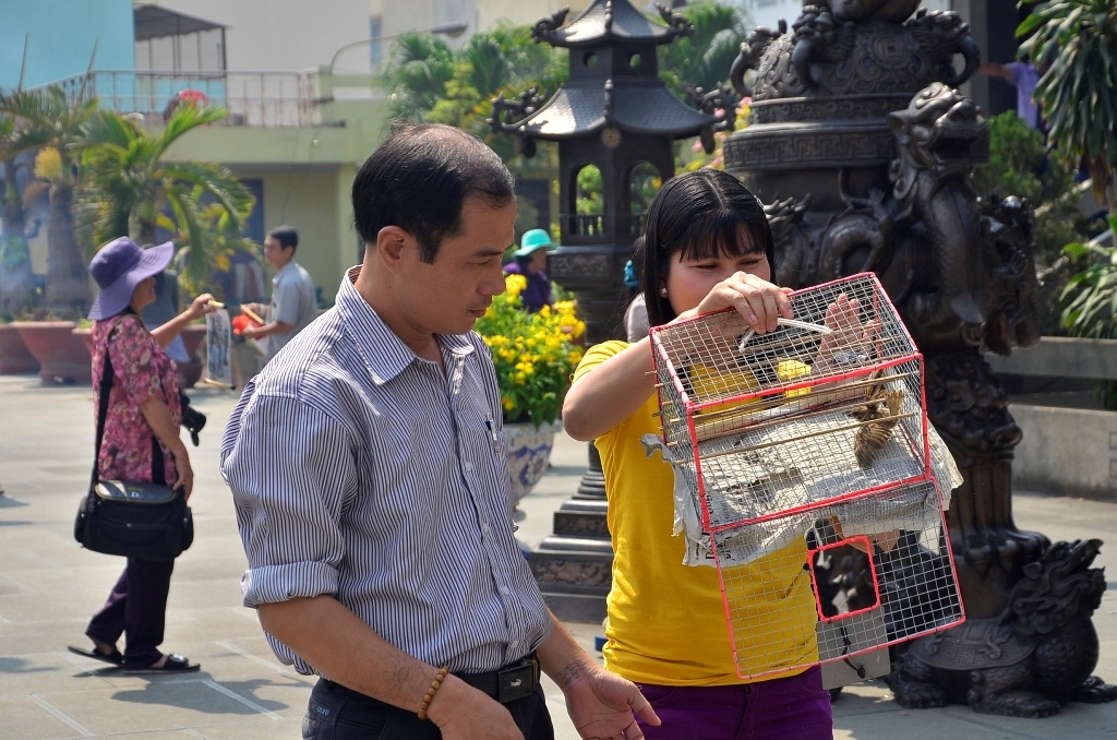 Chú chim quá yếu không thể tự bay khi được mở cửa lồng