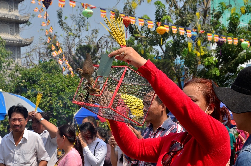 Những chú chim chỉ tung bay tự do được ít phút