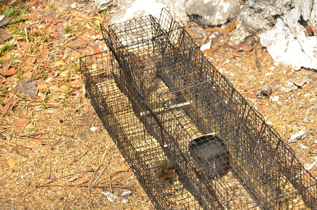 
Một chiếc bẫy của kẻ xấu đặt trong khuôn viên Lăng Ông Bà Chiểu để bắt lại số chim mà người dân phóng sinh. Chỉ ít phút đã có 3 chú chim tội nghiệp bị sập bẫy.
