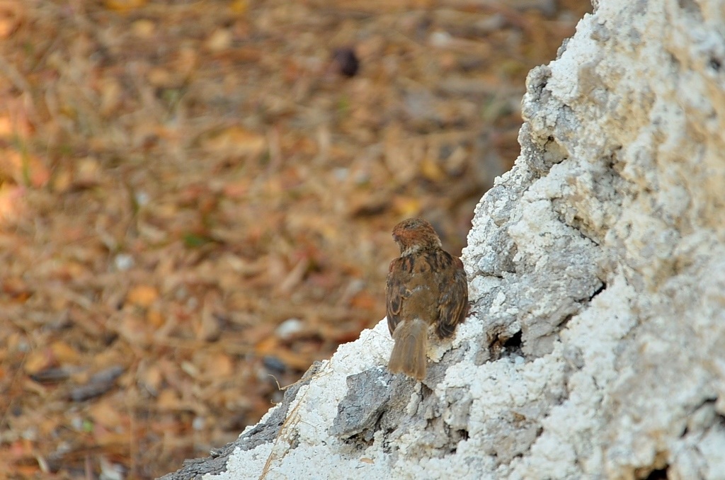 dsc3619-1456130216622