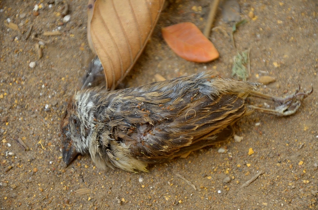 Những chú chim bị mua đi bán lại nhiều lần đuối sức đến chết và phải làm mồi cho kiến