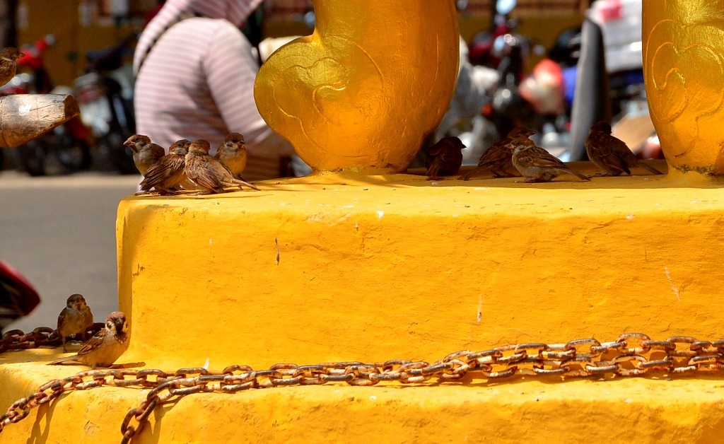 Những chú chim khi được thả ra rất yếu nên chỉ bay quanh quẩn trong khuôn viên chùa và sẽ bị bắt lại