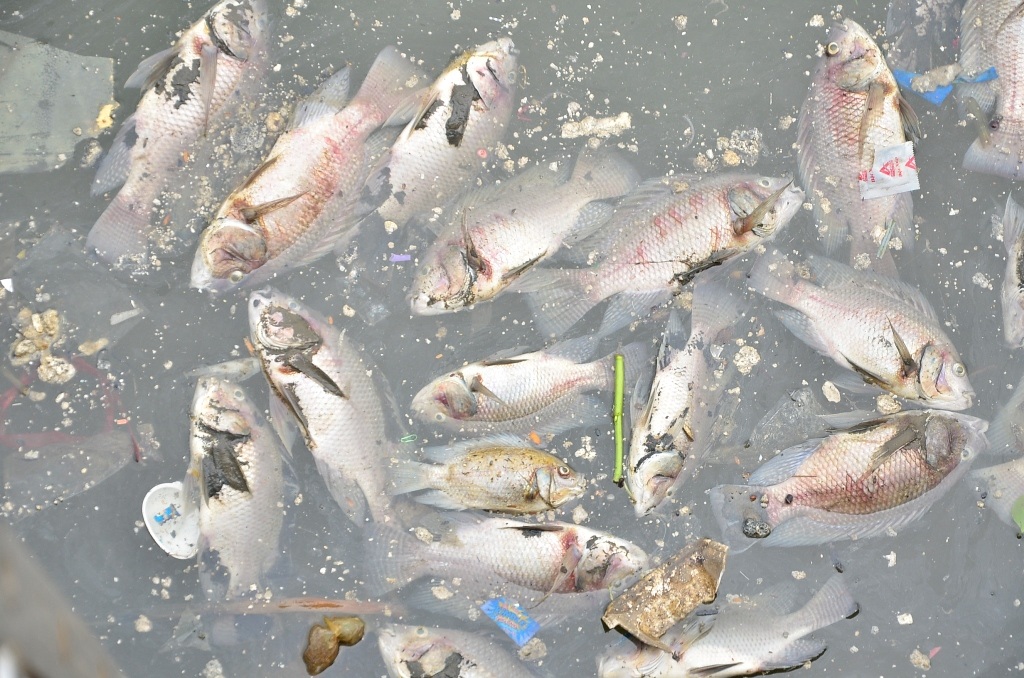 Cá chết xuất hiện trên kênh Nhiêu Lộc - Thị Nghè sáng 17/5