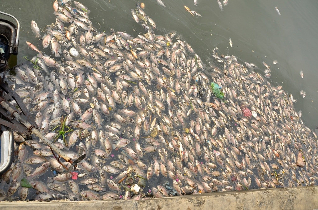 Cá chết xếp thành lớp trên kênh Nhiêu Lộc - Thị Nghè chiều 17/5