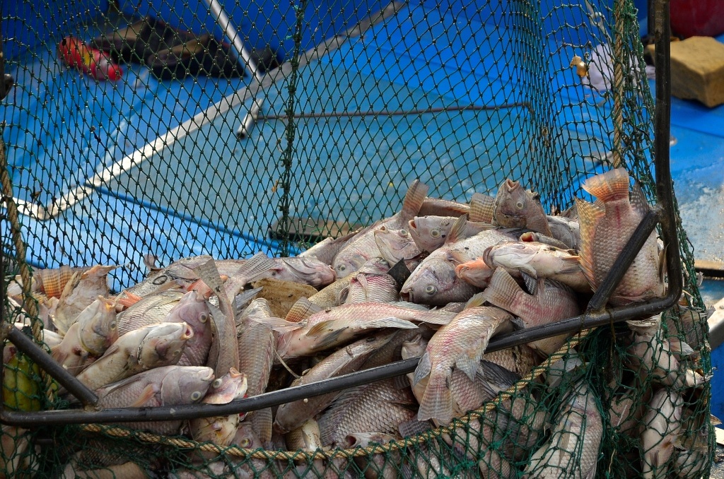 dsc8571-1463487066800