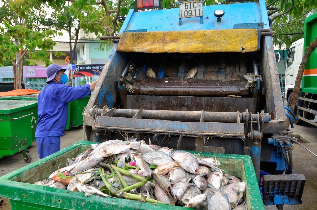 Tất cả số cá chết sẽ được xe vận chuyển về bãi rác Đa Phước để xử lý theo đúng quy trình